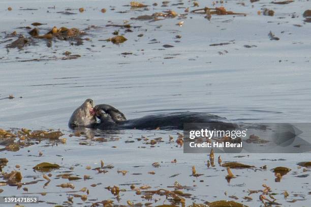 southern (california) sea otter eating sea urchin - sea otter (enhydra lutris) stock pictures, royalty-free photos & images