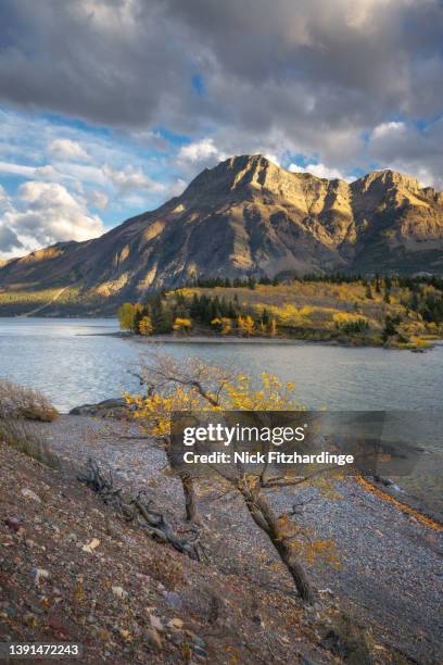 autumn colors on the edge of waterton lake at sunset in waterton national park - waterton lakes national park stock-fotos und bilder