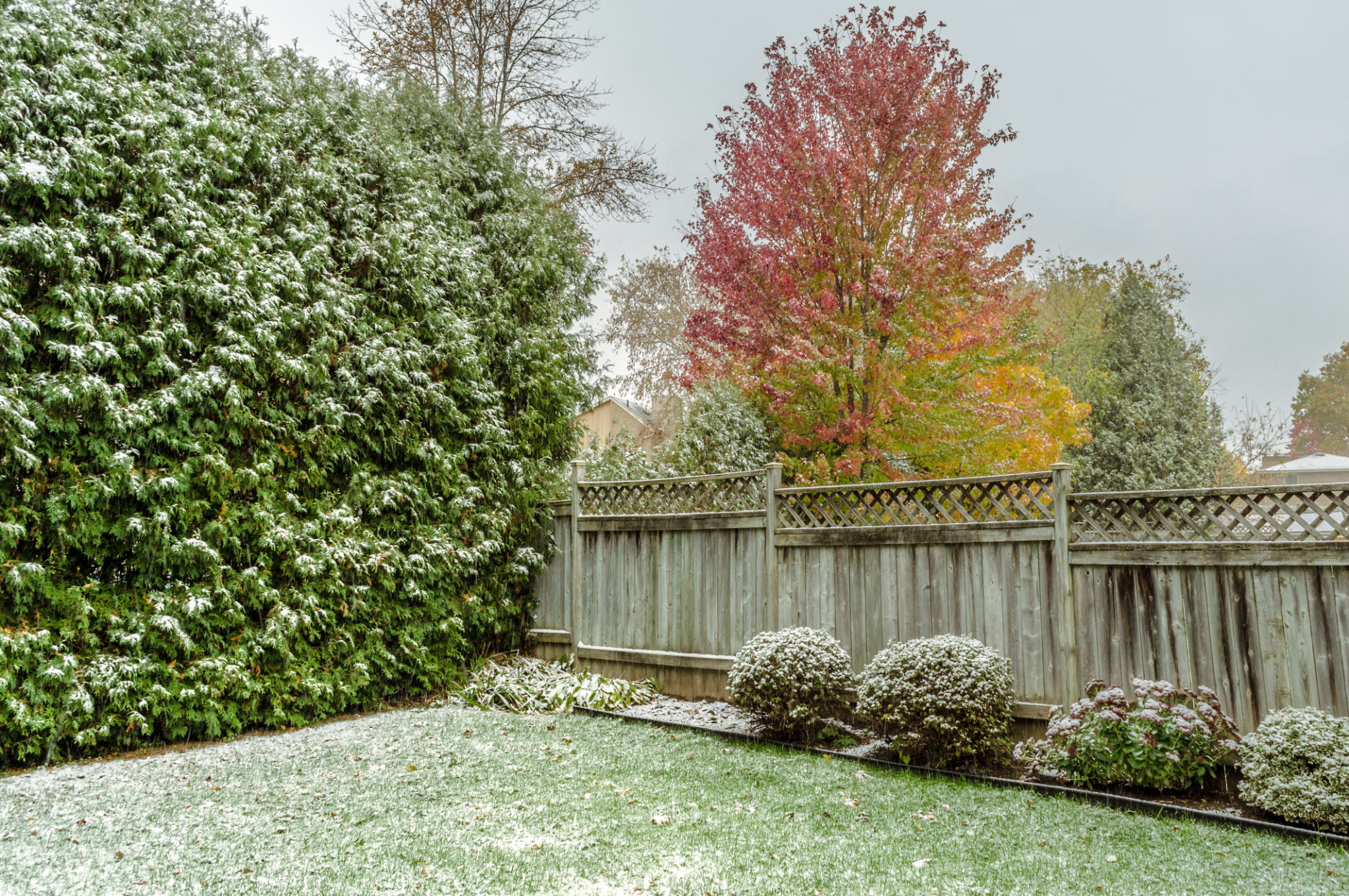 canadian winter lawn