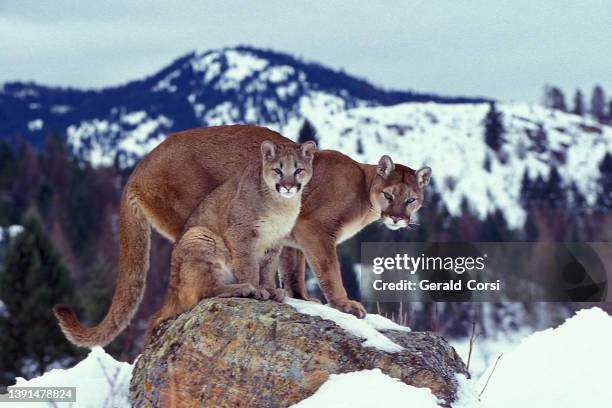 cougar (puma concolor), also known as puma, mountain lion, mountain cat, catamount, or panther, depending on the region, is a mammal of the felidae family, native to the americas. - cougar stock pictures, royalty-free photos & images