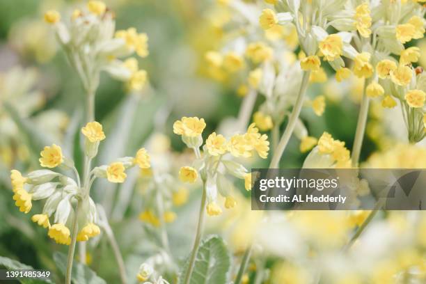 yellow primulas flowering in a garden - primula stock pictures, royalty-free photos & images