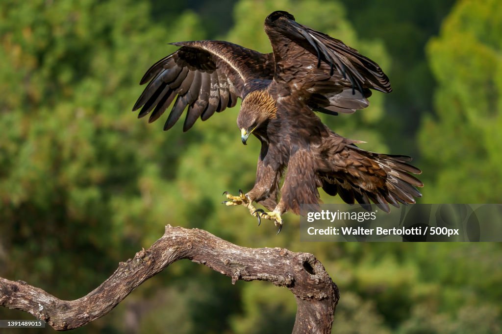Golden Eagle,Close-up of eagle perching on branch,Montoro,Provincia di Cordova,Spain