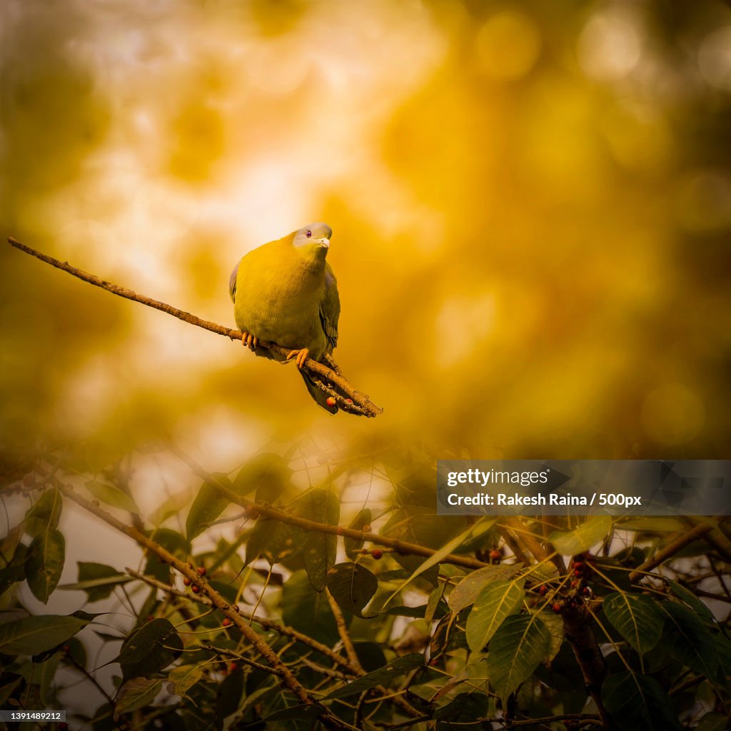 Beautiful Green Pigeon,Close-up of tropical bird perching on tree,New Delhi,Delhi,India