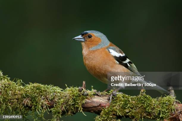 the chaffinch,close-up of chaffinch perching on branch,germany - finches foto e immagini stock