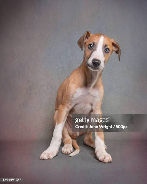 beautiful whippet cross puppy,portrait of whippet sitting against wall,united kingdom,uk - animal head on wall stock pictures, royalty-free photos & images