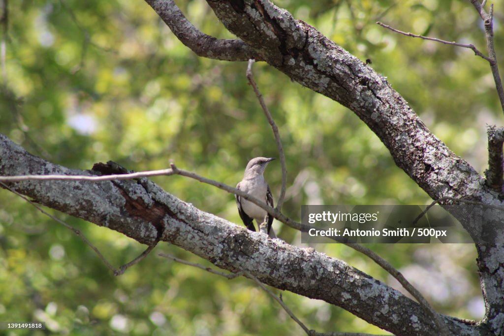 Tropical Mockingbird perched on branch,Low angle view of songbird perching on tree