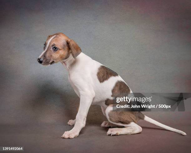 free jack russell puppies good home