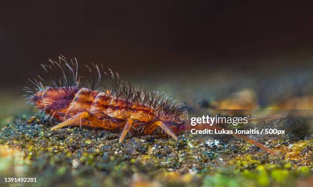 slender springtail,orchesella flavescens on wood,close up focus - collembola stock pictures, royalty-free photos & images