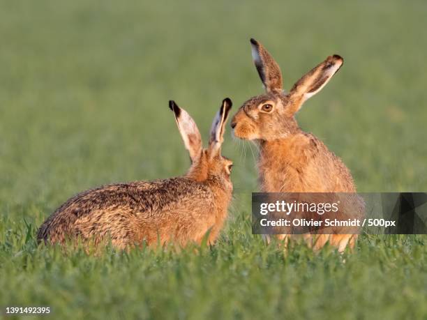 two hares,two deer on field - lepus europaeus stock pictures, royalty-free photos & images
