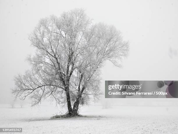 winter,a bare tree on a snowy day - bare tree stock-fotos und bilder