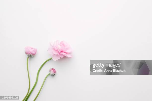 pink spring ranunculus flowers over white background with copy space, floral greeting card - ranunculus bildbanksfoton och bilder