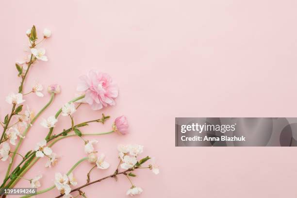 ranunculus pink spring flowers, branches of cherry blossom, white flowers, over pink background with copy space. floral greeting card. - flatlay flowers fotografías e imágenes de stock