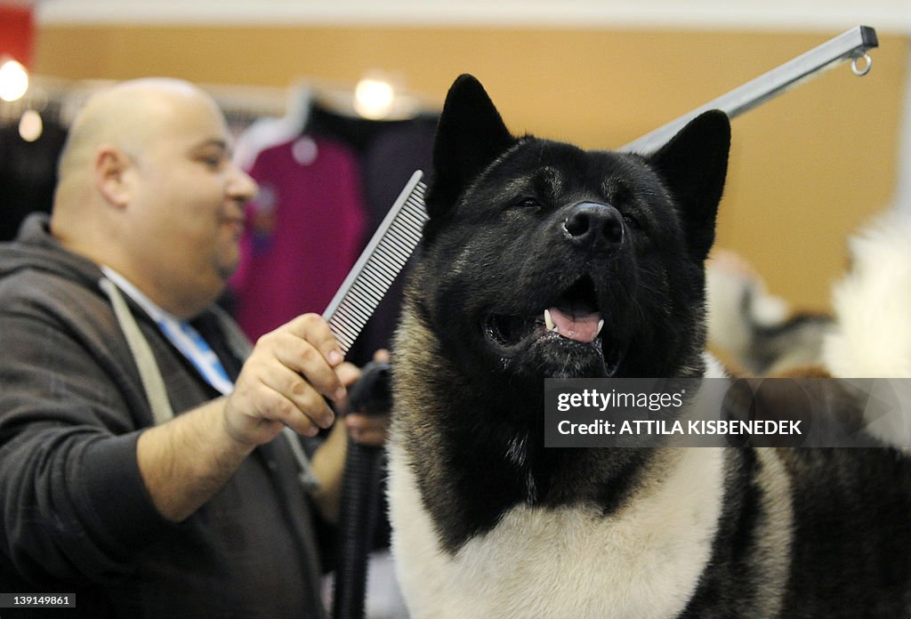 A dog hair specialist prepares an Americ