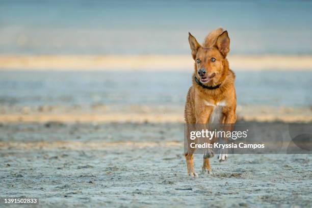 portrait of dog running on beach in costa rica - dog agility stock pictures, royalty-free photos & images