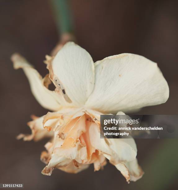 narcissus - fiori appassiti foto e immagini stock