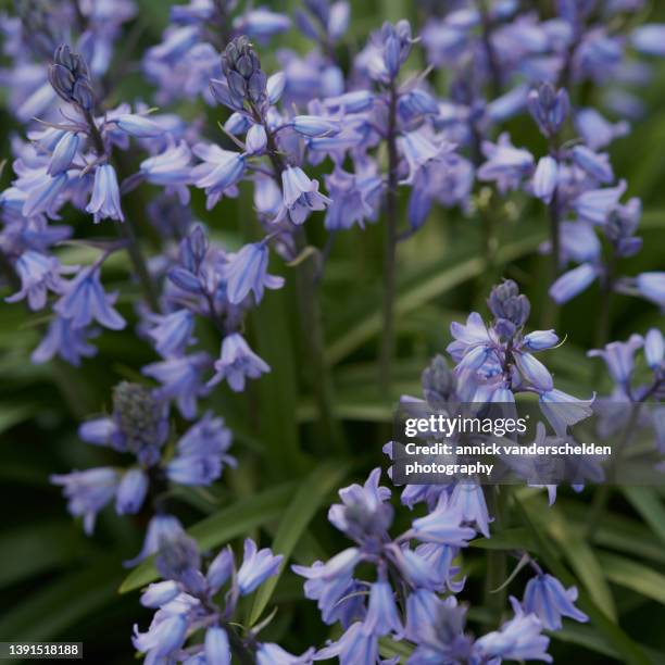 hyacinthoides - blue flower fotografías e imágenes de stock