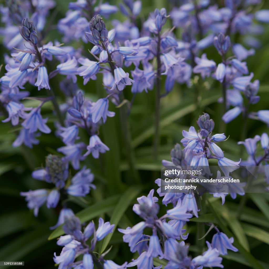 Hyacinthoides