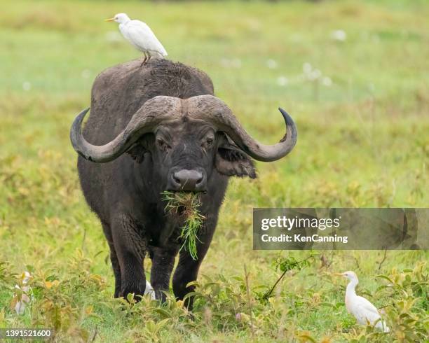 kap-büffel mit silberreihern - an ox stock-fotos und bilder