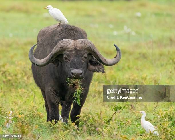 cape buffalo with cattle egrets - mammal stock pictures, royalty-free photos & images