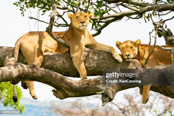 lions resting in a tree - lion lioness stock pictures, royalty-free photos & images