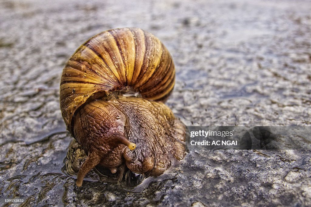 Swollen snail