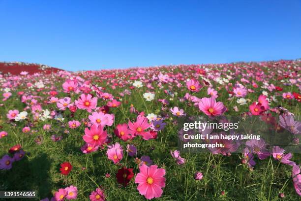 sunny cosmos field - cosmos flower stock pictures, royalty-free photos & images