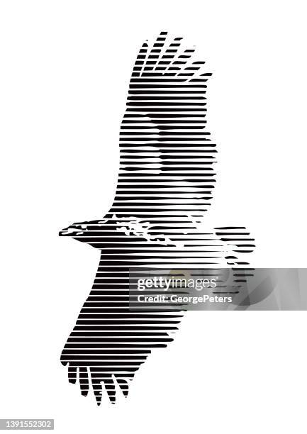 multiple exposure of flying hawk and clouds - red shouldered hawk stock illustrations