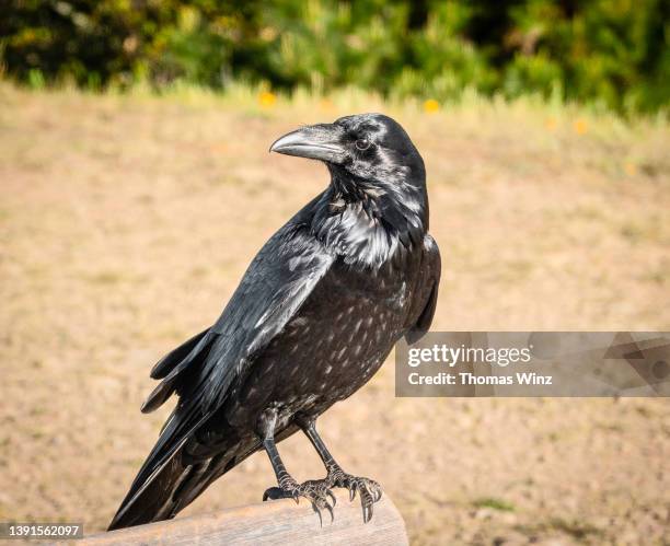 Crow Intelligence Photos and Premium High Res Pictures - Getty Images