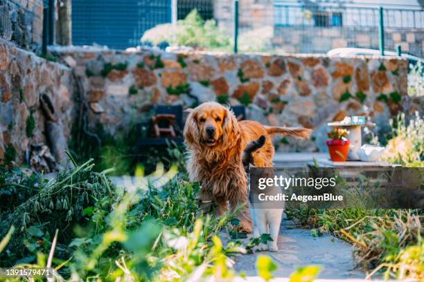 best friends dog and cat in the garden - cat and dog stock pictures, royalty-free photos & images