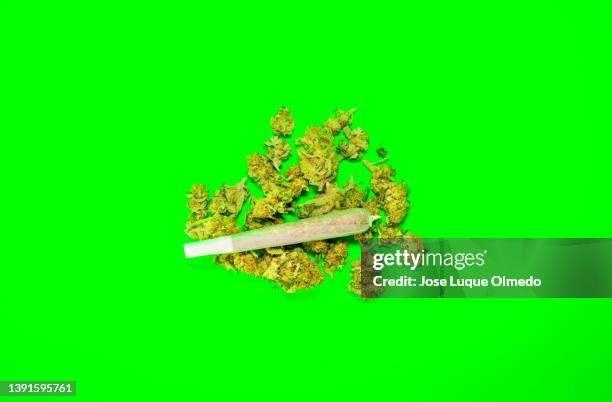 big cannabis joint on large pile of high quality cannabis buds isolated on vibrant green background. - stick plant part stockfoto's en -beelden