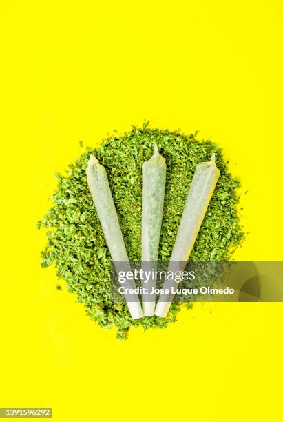 three big cannabis cigarettes on large pile of crushed marijuana isolated on yellow background, vertical view with copy space. - marijuana joint imagens e fotografias de stock