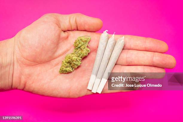 hand of person with different marijuana cigarettes and big high quality cannabis bud isolated on pink background. - marijuana joint fotografías e imágenes de stock