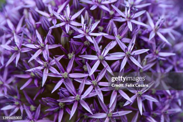 full frame shot of purple flowers. - flowers australian stockfoto's en -beelden