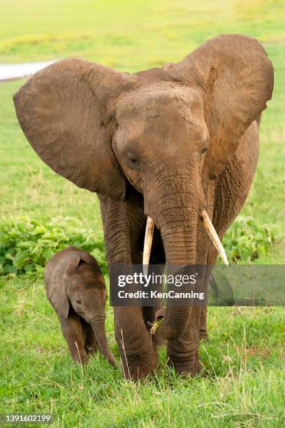 elephant mother and calf grazing after taking a mud bath - african elephant calf stock pictures, royalty-free photos & images