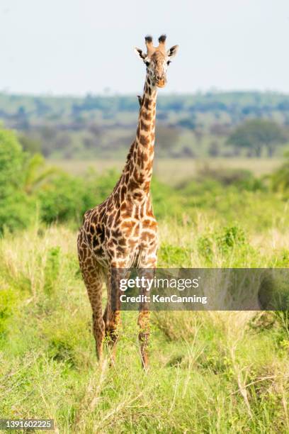 jirafa en la savanna - jirafa fotografías e imágenes de stock