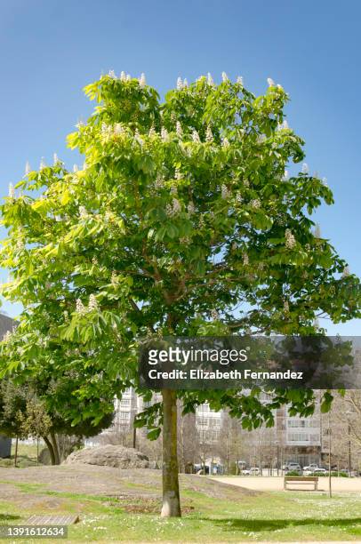 horse chestnut tree in springtime - kastanie laubbaum stock-fotos und bilder