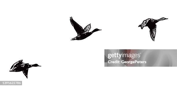 mallard ducks flying in formation - ducks stock illustrations