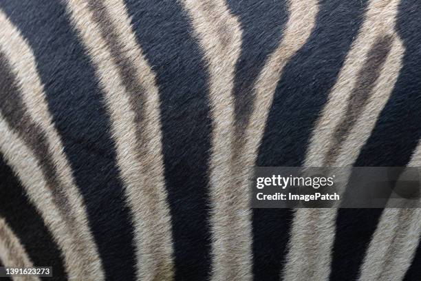 patterned skin of a zebra - animal markings stock pictures, royalty-free photos & images