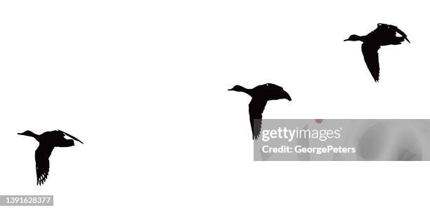 mallard ducks landing on lake - lake waterfowl stock illustrations