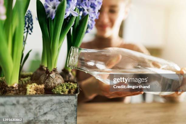 teenager-mädchen, das frühlingsblumen im topf gießt. - blumenzwiebel stock-fotos und bilder