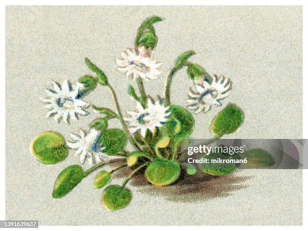 old chromolithograph illustration of botany, alpine plant - soldanella minima hoppe - soldanella stock pictures, royalty-free photos & images
