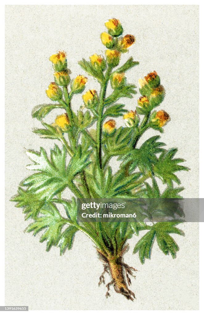 Old chromolithograph illustration of white genepì, genepì blanco (Artemisia umbelliformis) - small herb of the family Asteraceae
