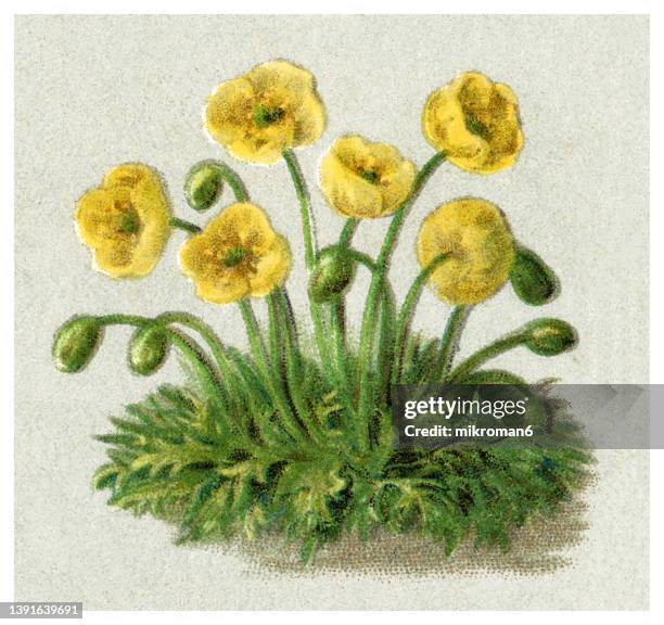 old chromolithograph illustration of botany, alpine plant - alpine poppy or dwarf poppy (papaver alpinum) - poppy plant stock-fotos und bilder