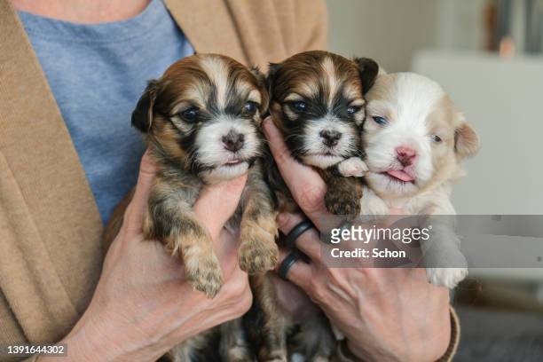 hands holding a three bichon havanais puppy - züchter stock-fotos und bilder