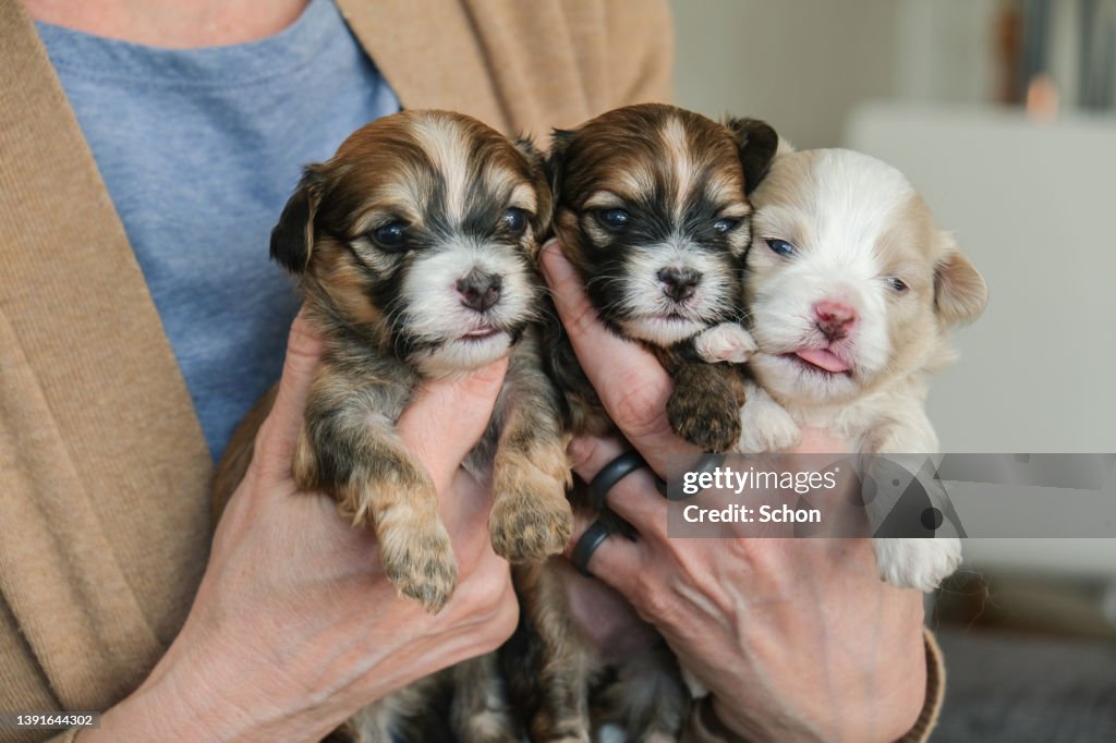 Hands holding a three bichon havanais puppy