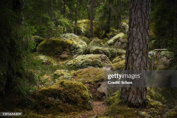 forest environment in a primeval forest in spring in daylight - tierra salvaje fotografías e imágenes de stock