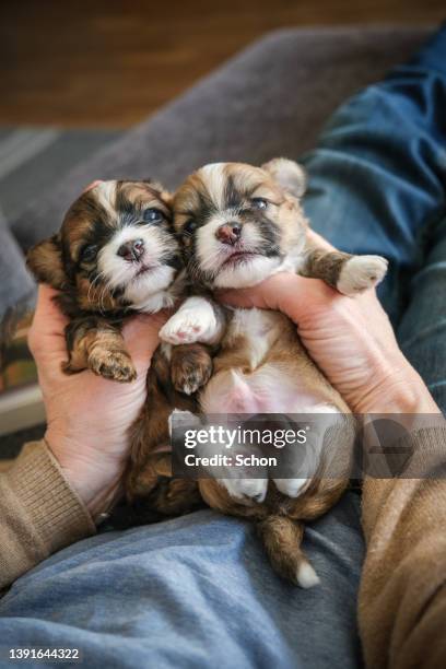 hands holding a two bichon havanais puppy - chien de race photos et images de collection