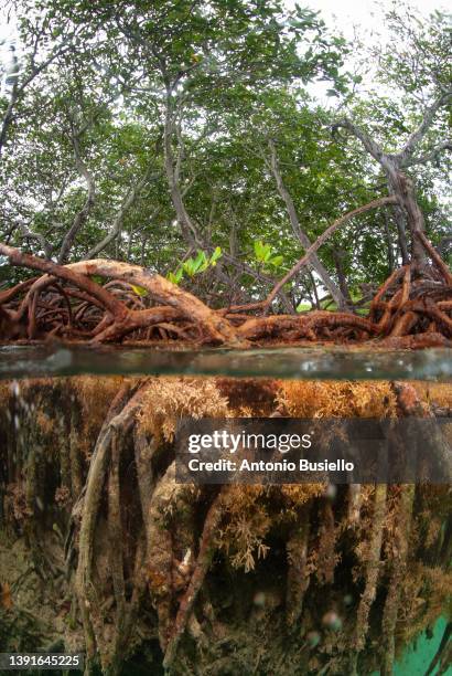 half above and half below photo of mangroves - abu dhabi mangroves stock pictures, royalty-free photos & images