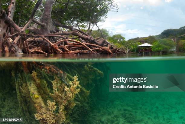 half above and half below photo of mangroves - half underwater stockfoto's en -beelden