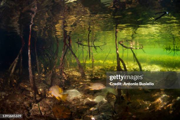 mangroves roots and seagrass - abu dhabi mangroves stock pictures, royalty-free photos & images